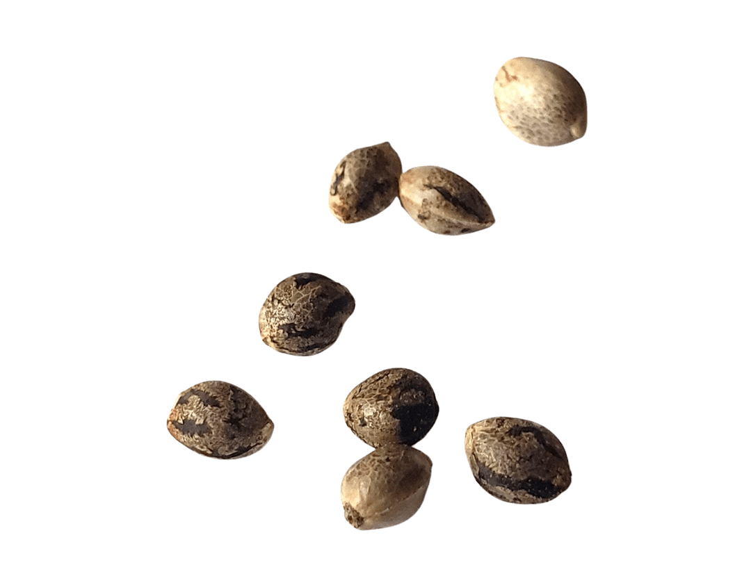 Seeds - Grailzato (FEM)